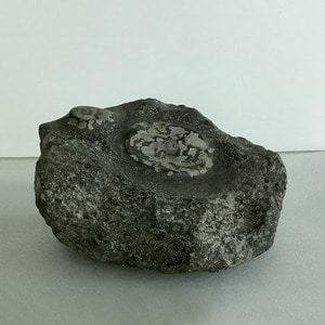 희귀 천연 꽃 화석 Fossil Flower 1642g 7x14cm (1점)